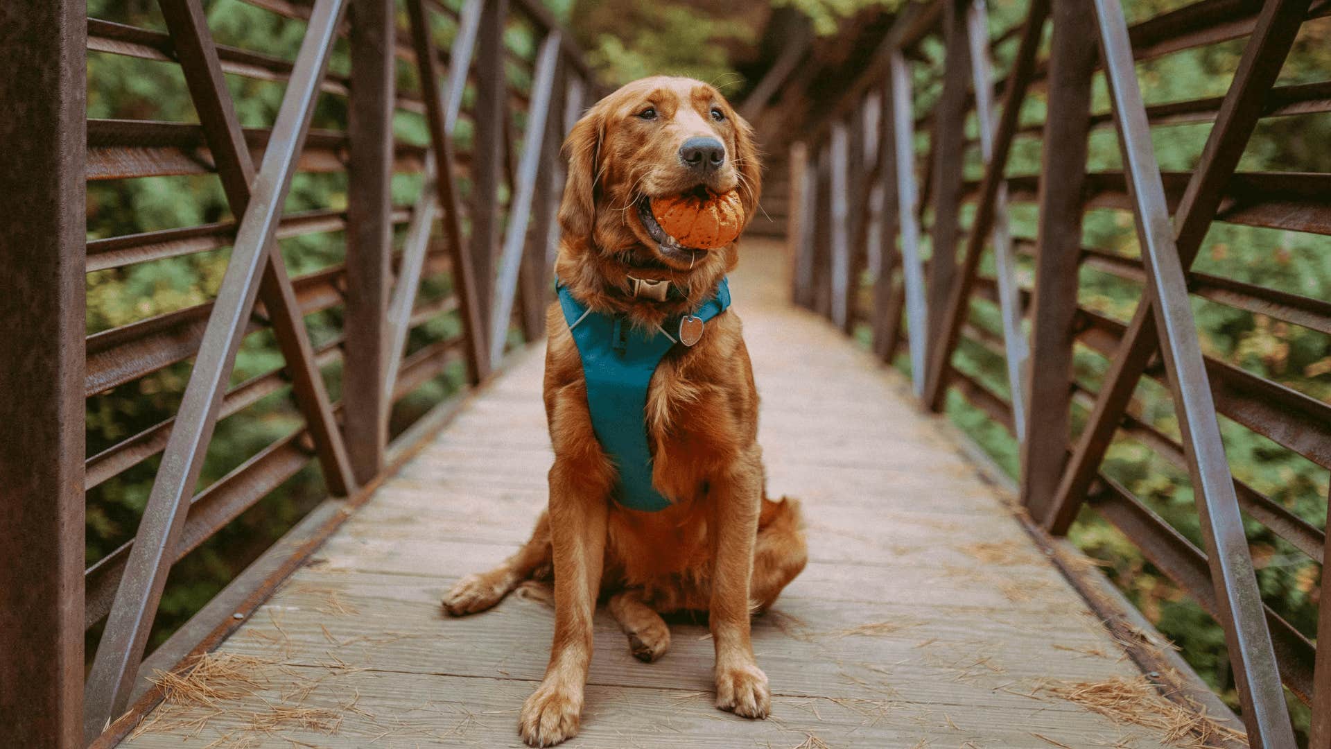 golden retriever with toy in mouth apologizing to owner