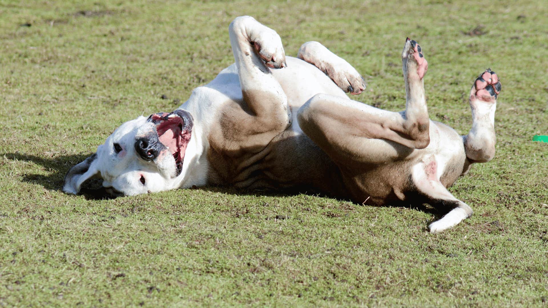 dog outside rolling over and showing belly